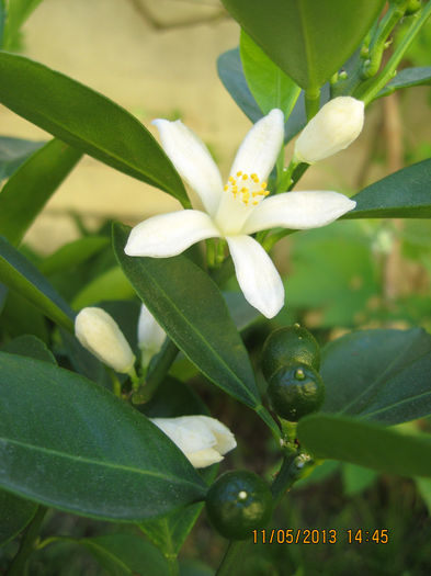 si simbioza este perfecta...... - Citrus mitis pitic Calamondin