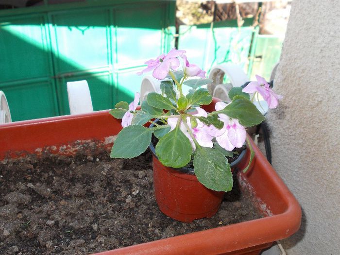 DSCN0518 - impatiens
