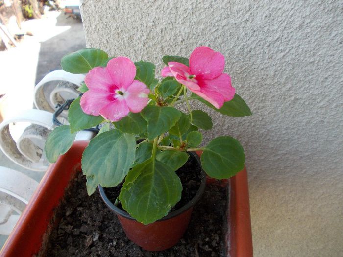 DSCN0523 - impatiens