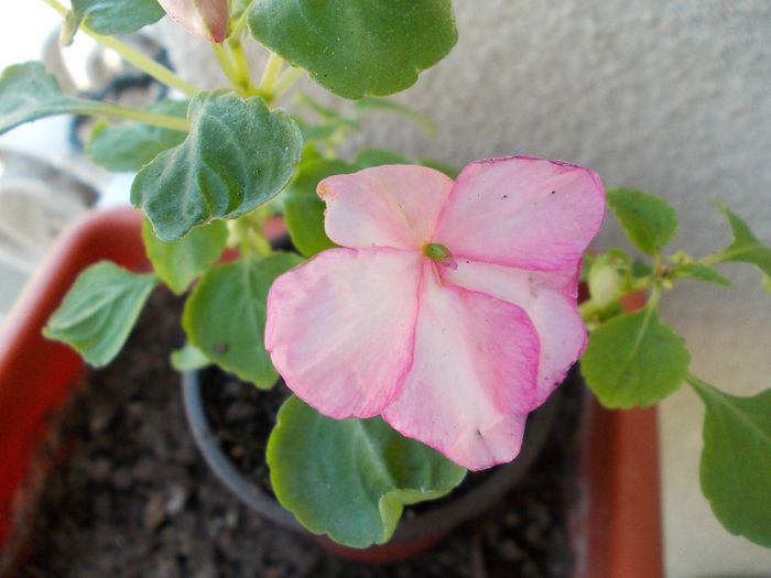 DSCN0528 - impatiens