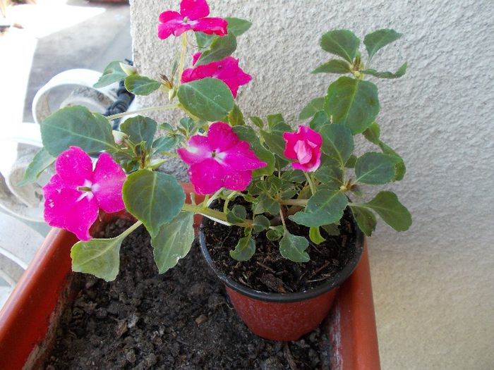 DSCN0533 - impatiens