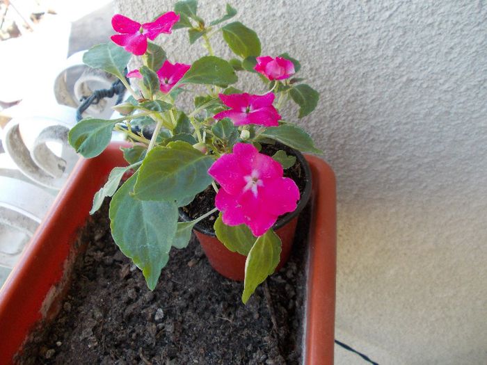 DSCN0534 - impatiens