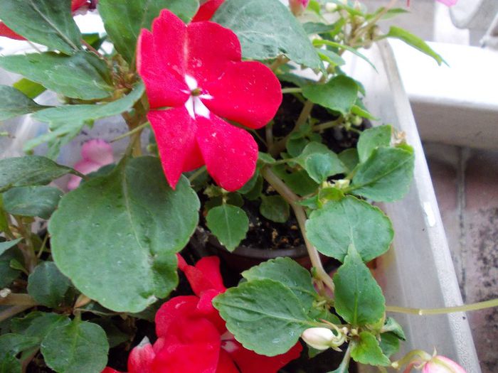 DSCN0876 - impatiens