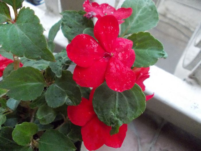 DSCN0879 - impatiens