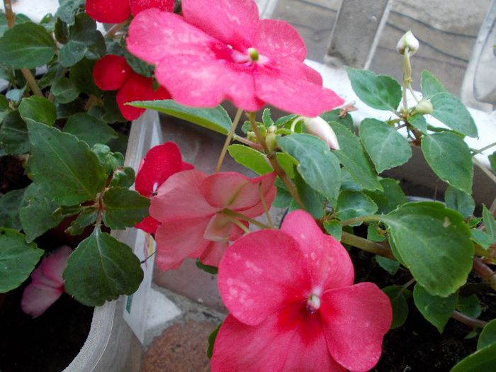 DSCN0880 - impatiens