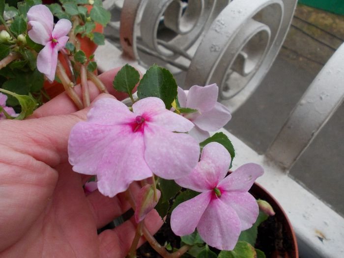 DSCN0881 - impatiens