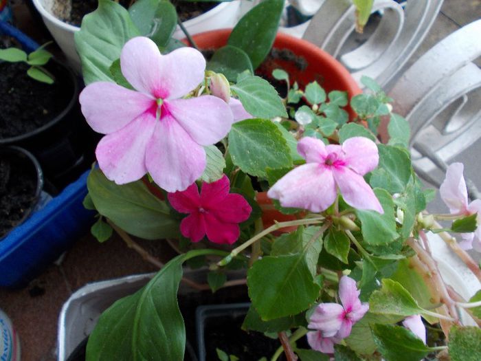 DSCN0882 - impatiens