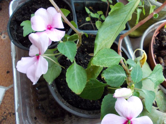 DSCN0883 - impatiens