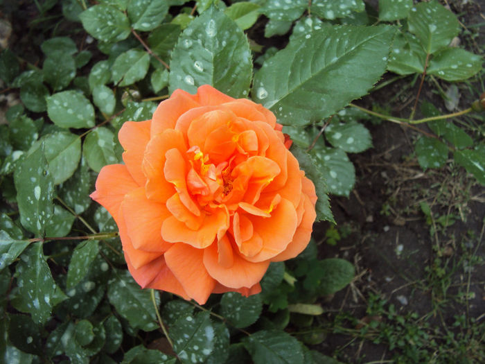 Westerland