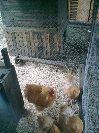 Imagine0665 - G ORPINGTON GALBEN