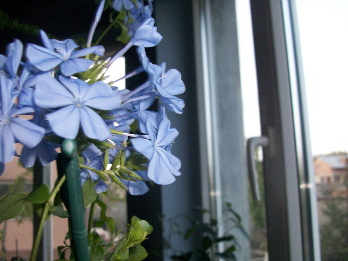 100_6844 - plumbago