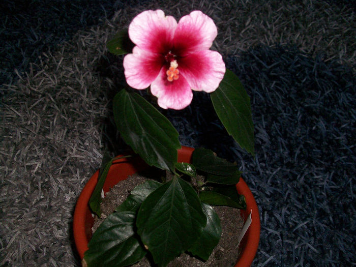 100_6858 - hibiscus