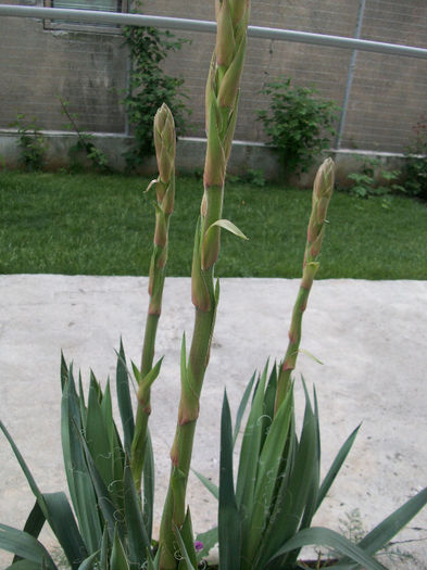 100_6993 - yucca de gradina