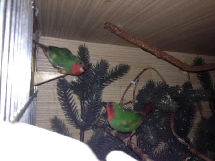 parrot finch - boxe reproducere