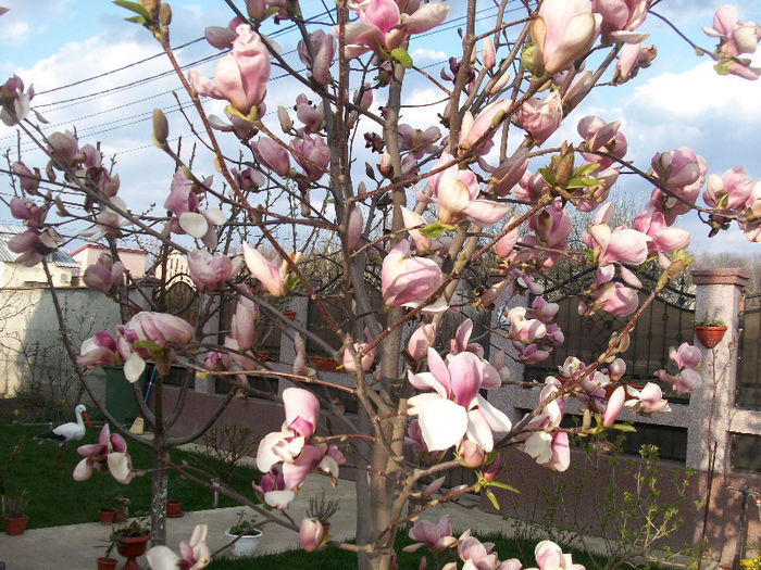100_6728 - magnolia