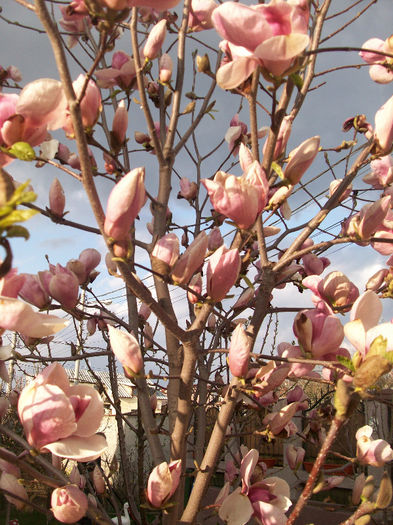 100_6737 - magnolia