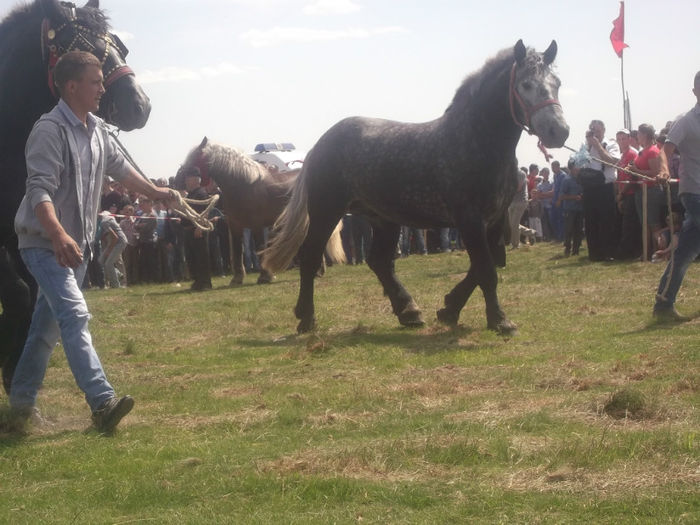 DSCF3276 - EXPOZITIA DE CAI HORODNIC