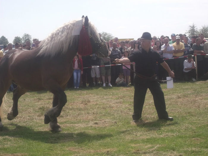 DSCF3281 - EXPOZITIA DE CAI HORODNIC