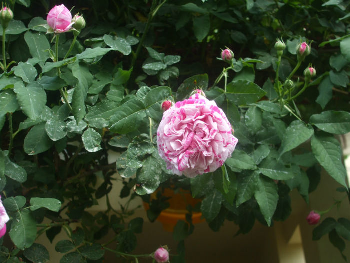 Variegata di Bologna