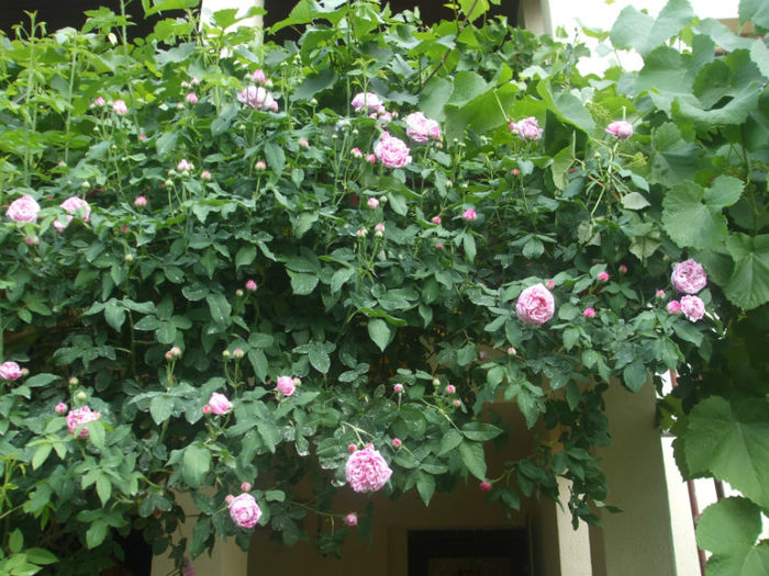 Variegata di Bologna