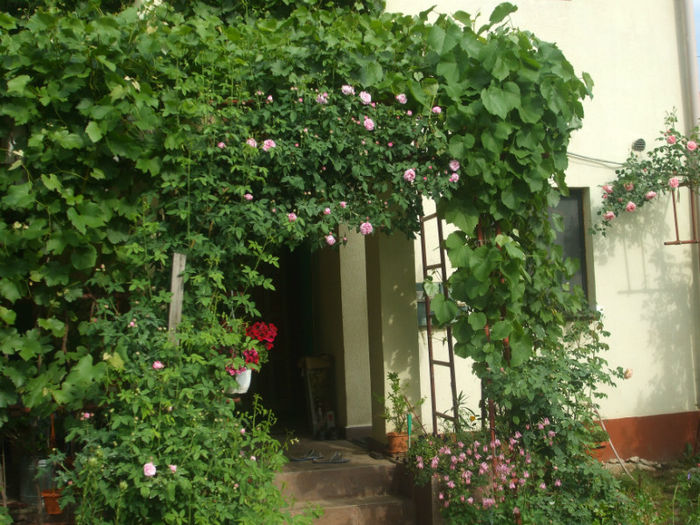 Variegata di Bologna