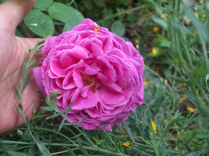 DSCF0868