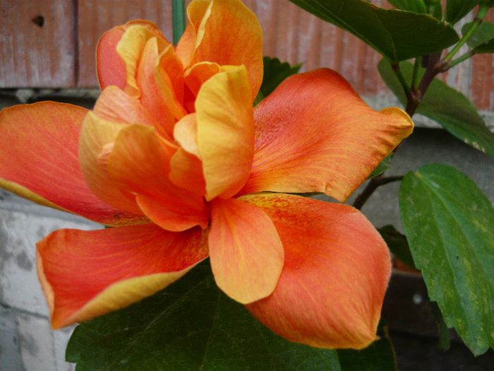 Picture 2213 - x 2013 Hibiscus rosa sinesis