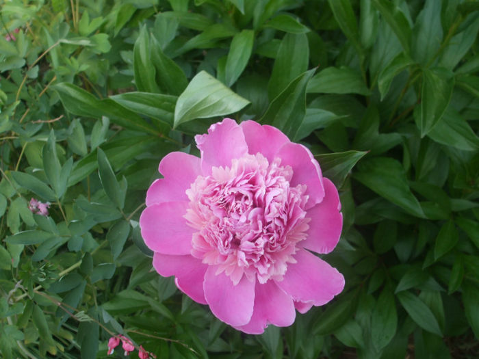 DSCF0848