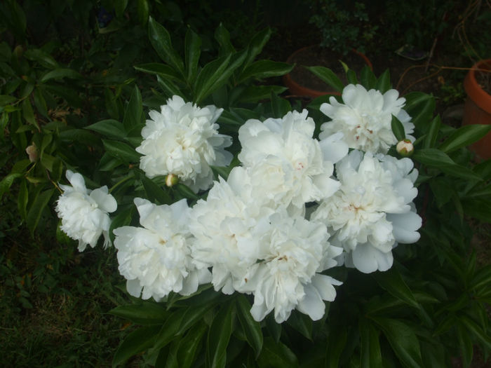 DSCF0890