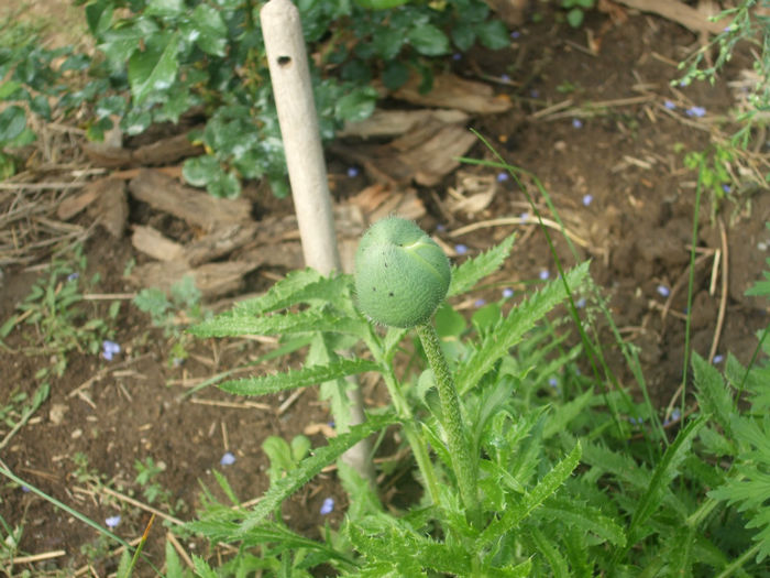 DSCF0926