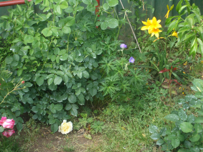 DSCF0883