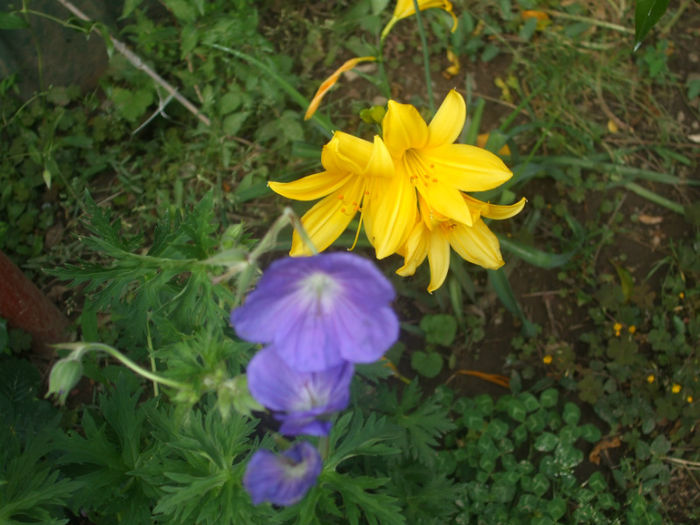DSCF0887