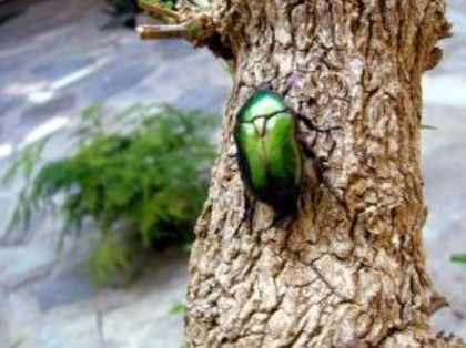 CARABUS de AUR  httpwww.aliceinwonder.net201104cele-mai-scumpe-animale-cumparate.html