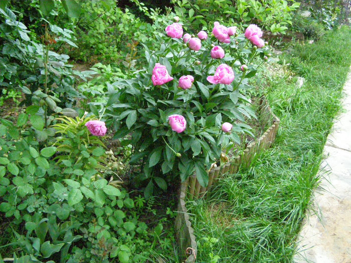 P1018080 - Gradina 2013