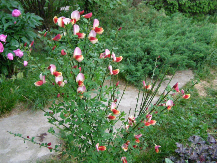 P1018079 - Gradina 2013