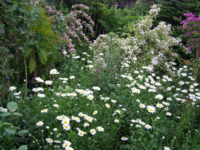 P1018084 - Gradina 2013