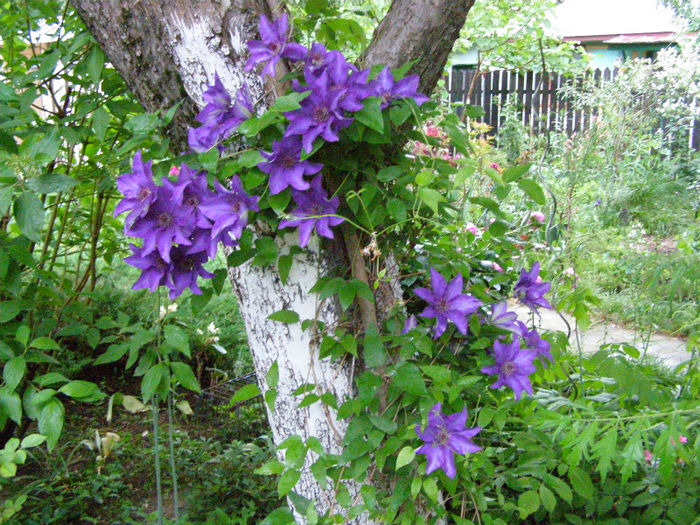 P1018087 - Gradina 2013