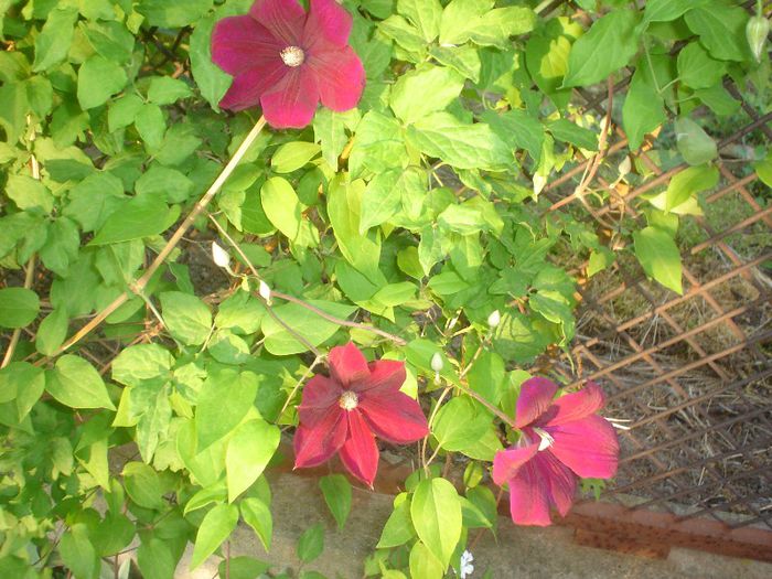 Red (rouge) Cardinal - Clematis 2013