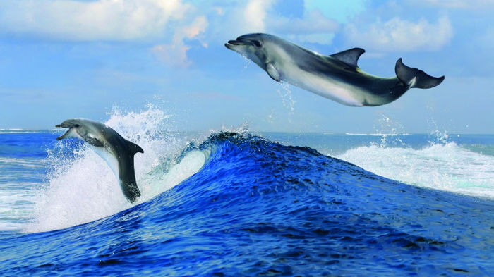 dolphins