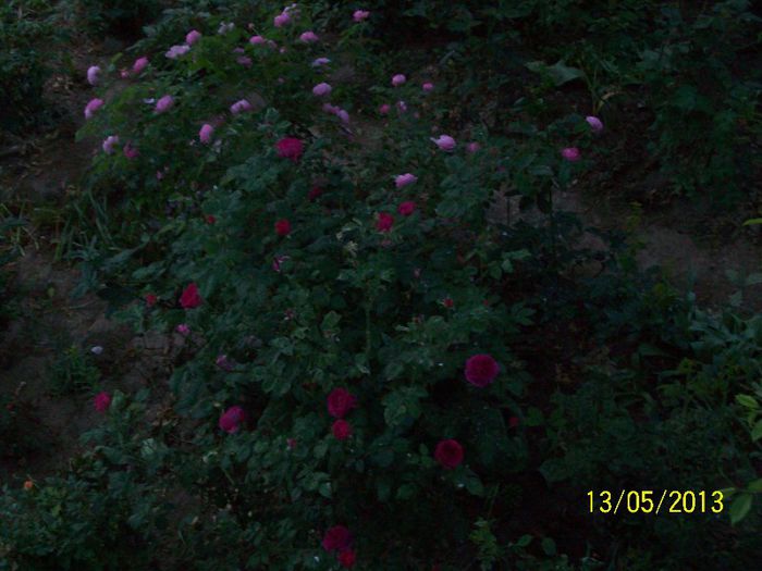 100_6535 - trandafiri 2013