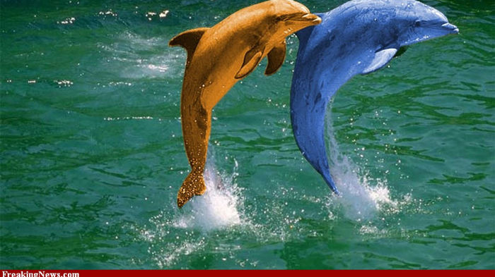 dolphins1 - delfini