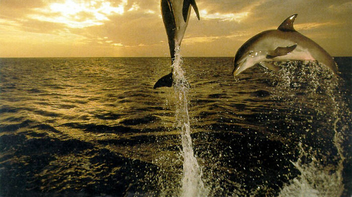 dolphins3 - delfini