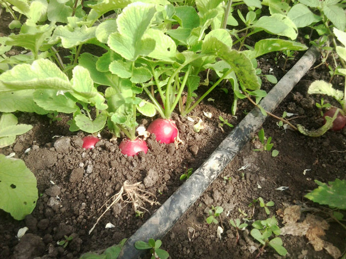 Photo0400; ridichii 5 la leu sau 10 la un kg de castraveti de Matca
