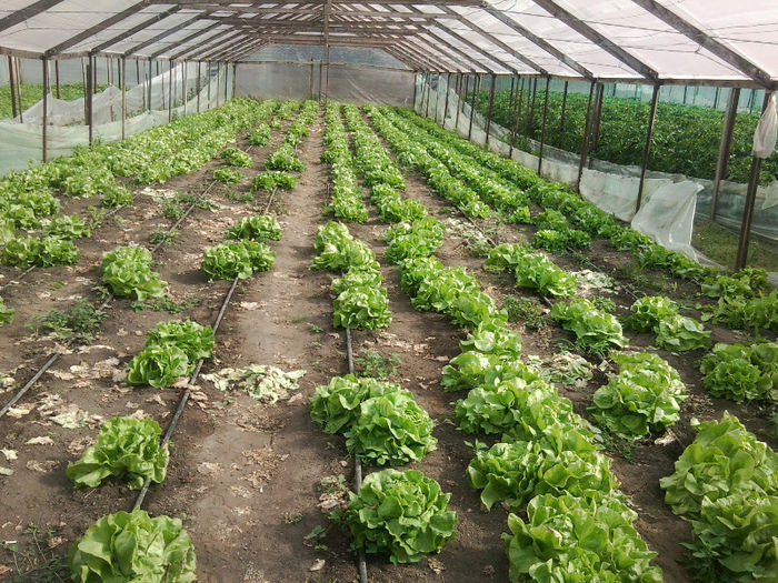 Photo0401; salata plantata dupa salata
