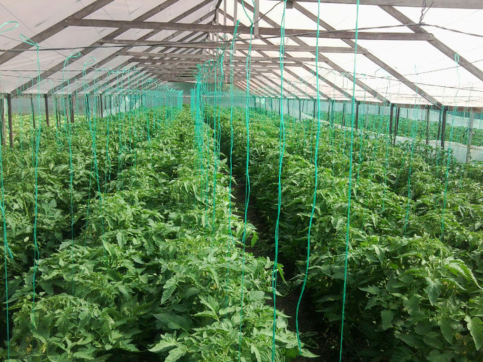 Photo0402; Marissa nr 2
