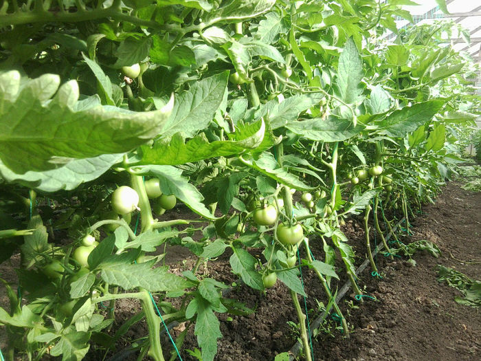 Photo0403; Rod Marissa nr 2 plantate dupa salata
