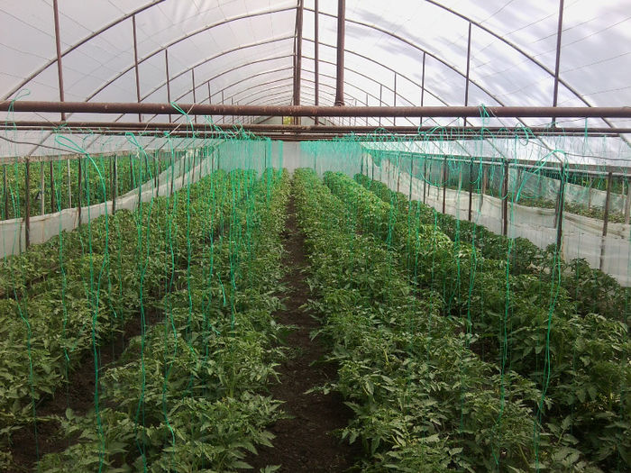 Photo0405; Marissa nr 3
