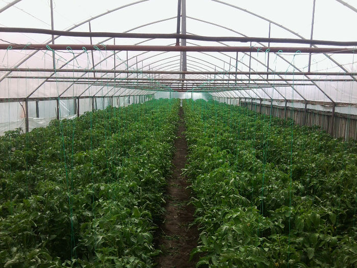 Photo0408; Precos solar lung
