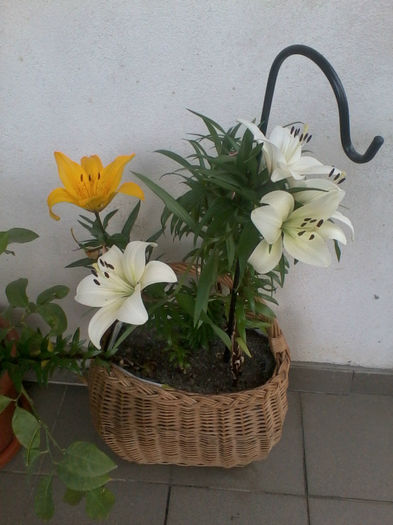 Copy of 2013-05-14 17.16.20