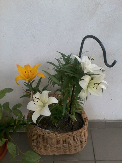 Copy of 2013-05-14 17.16.29